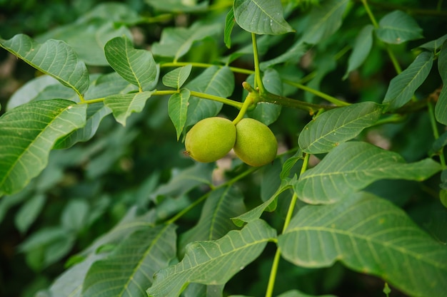 Una nuez verde cuelga de una rama. Una fruta inmadura de una nuez. Jardinería y jardinería. Follaje verde jugoso.