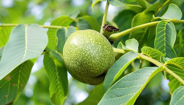 Nuez verde en una rama con hojas frescas