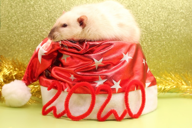 Foto número 2020 y un sombrero de navidad con una rata.