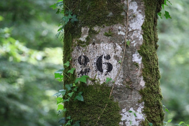 Número 26 en el tronco de un árbol cubierto de musgo