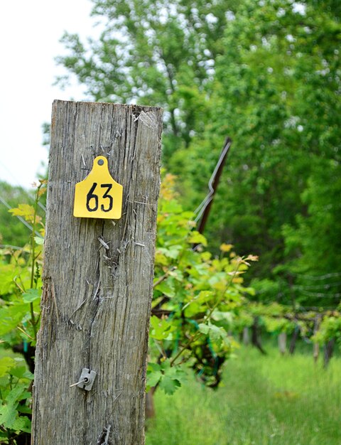 Foto número de etiqueta en el poste de madera en el campo en el viñedo