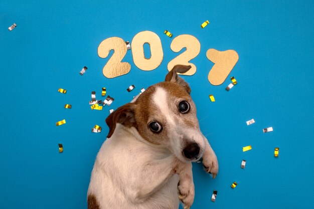 Foto números 2021 en superficie azul con perro