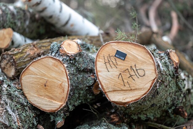 Números escritos y sello con código de barras en la sección transversal del árbol de cerca