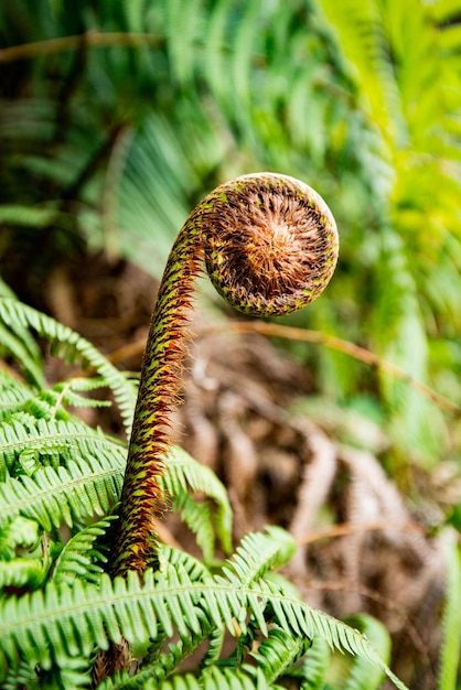 Números de helecho y fibonacci en la naturaleza