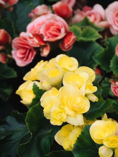 Numerosas flores brilhantes de begônias tuberosas (Begonia tuberhybrida) no jardim