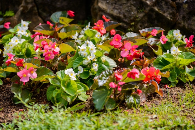 Foto numerosas flores brilhantes de begônias tuberosas (begonia tuberhybrida) no jardim