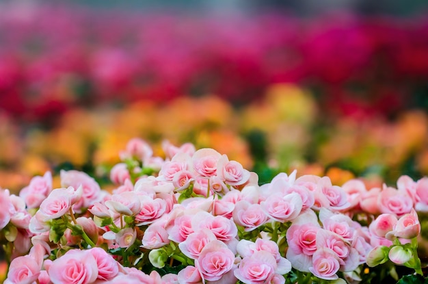 Numerosas flores brilhantes de begônias tuberosas (Begonia tuberhybrida)