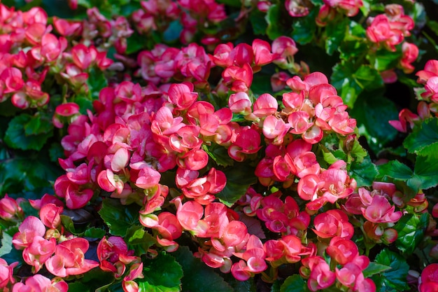 Numerosas flores brillantes de begonias tuberosas (Begonia tuberhybrida) en el jardín.