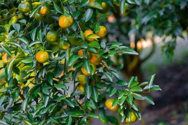 Numerosas tangerinas de frutas cítricas meio maduras penduradas nas árvores à luz do sol