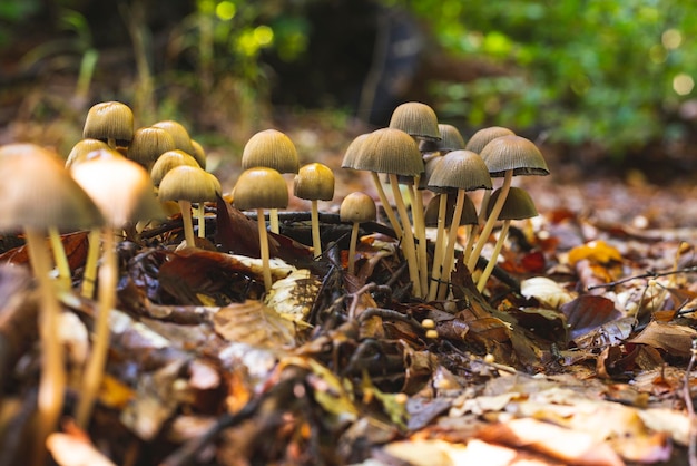 Foto numerosos hongos que crecen en el racimo en el suelo del bosque a principios del otoño