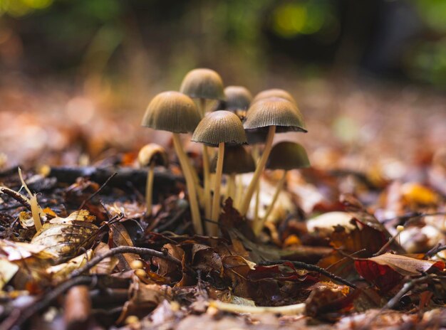 Foto numerosos hongos que crecen en el racimo en el suelo del bosque a principios del otoño