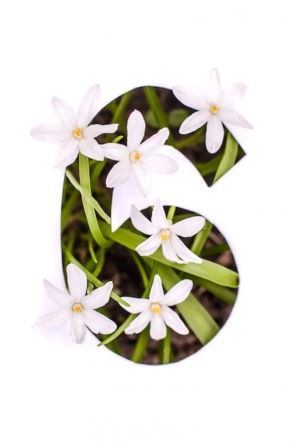 Nummer sechs: weiße Schablone mit kleinen Blüten