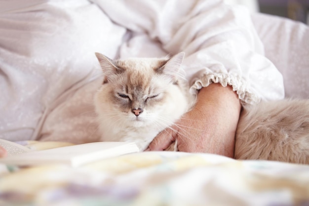 Nun, das ist das Leben. Ein kurzer Schuss einer schönen siamesischen Katze, die mit ihrem Besitzer auf einem Bett liegt.