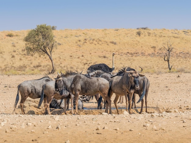 Foto Ñus en un abrevadero de kalahari