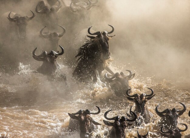 Los ñus están cruzando el río Mara. Gran migración. Kenia. Tanzania. Parque Nacional de Masai Mara.