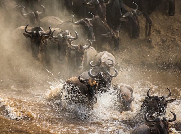 Los ñus están cruzando el río Mara. Gran migración. Kenia. Tanzania. Parque Nacional de Masai Mara.