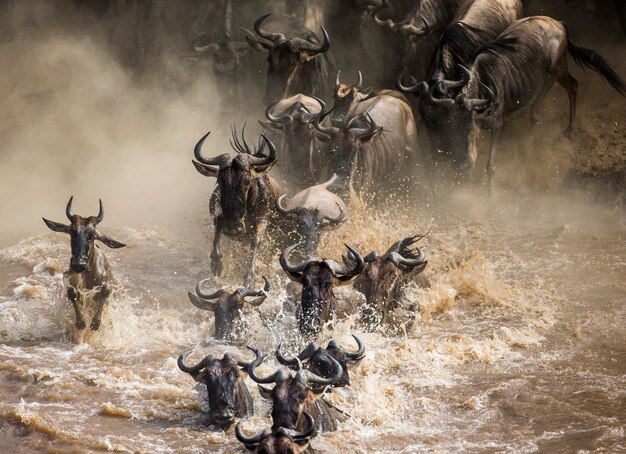 Los ñus están cruzando el río Mara. Gran migración. Kenia. Tanzania. Parque Nacional de Masai Mara.