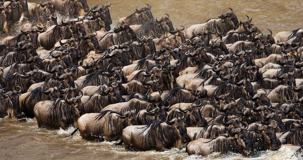 Los ñus están cruzando el río Mara. Gran migración. Kenia. Tanzania. Parque Nacional de Masai Mara.