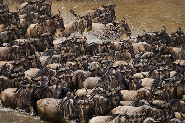 Los ñus están cruzando el río Mara. Gran migración. Kenia. Tanzania. Parque Nacional de Masai Mara.