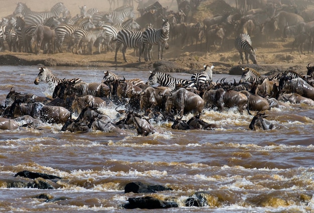 Los ñus están cruzando el río Mara. Gran migración. Kenia. Tanzania. Parque Nacional de Masai Mara.