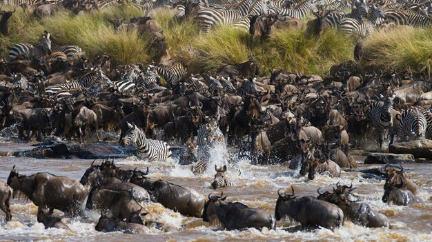 Los ñus están cruzando el río Mara. Gran migración. Kenia. Tanzania. Parque Nacional de Masai Mara.