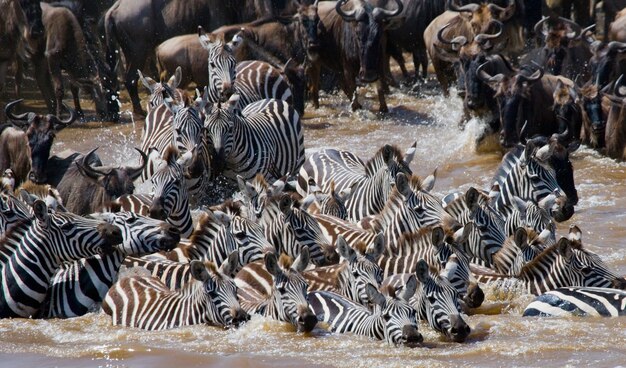 Los ñus están cruzando el río Mara. Gran migración. Kenia. Tanzania. Parque Nacional de Masai Mara.