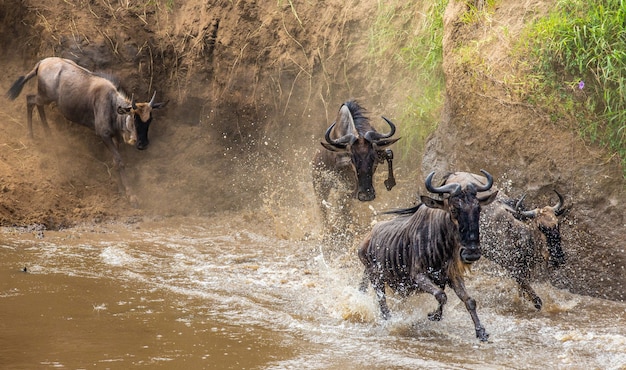 Los ñus están cruzando el río Mara.