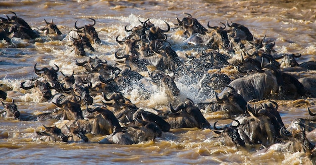 Los ñus están cruzando el río Mara