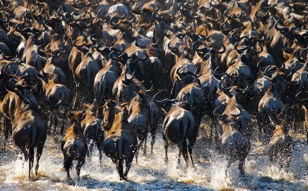 Los ñus están cruzando el río Mara