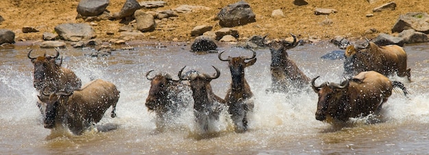 Los ñus están cruzando el río Mara