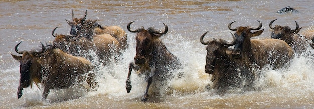 Los ñus están cruzando el río Mara