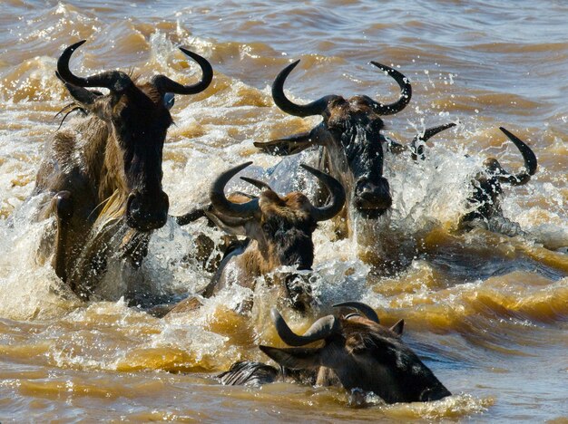 Los ñus están cruzando el río Mara