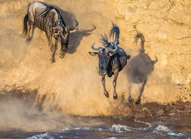 Los ñus están saltando al río Mara. Gran migración.