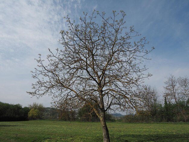 Foto nussbaum auf einer wiese über blauem himmel