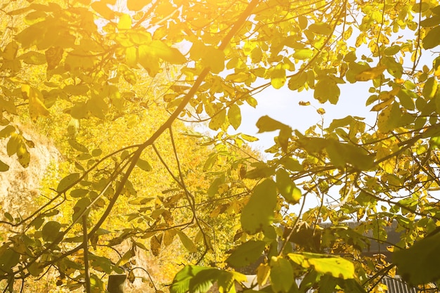 Nussbaum im Herbst. Gelbe Blätter darauf. Natur im Freien.