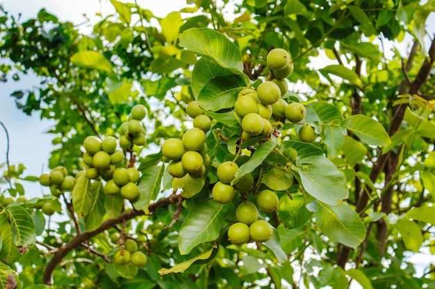 Nussbaum mit Früchten Mandel Nüsse Baum Farm Landwirtschaft Lebensmittelproduktion