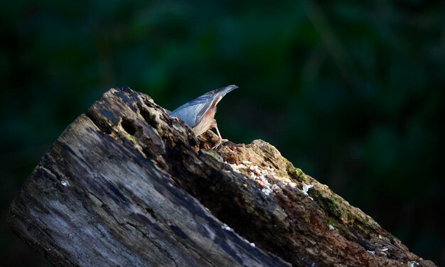 Nuthatch à procura de comida na floresta