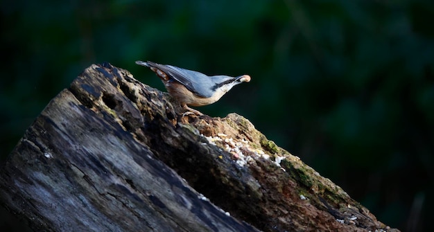 Nuthatch à procura de comida na floresta