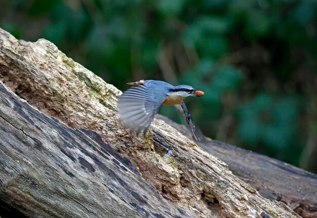 Nuthatch à procura de comida na floresta