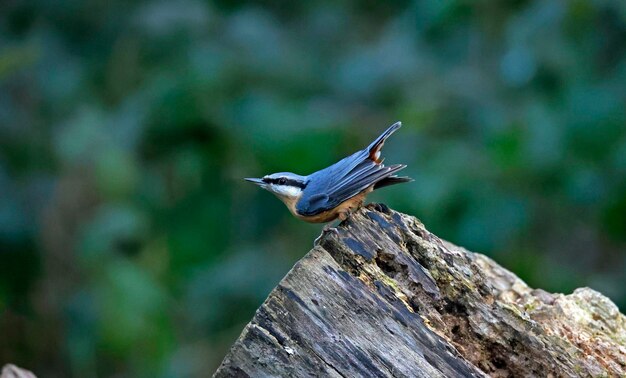 Nuthatch coletando nozes de um toco velho