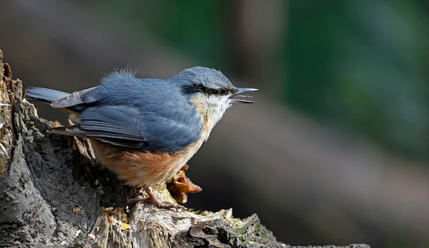 Nuthatch coletando nozes e sementes