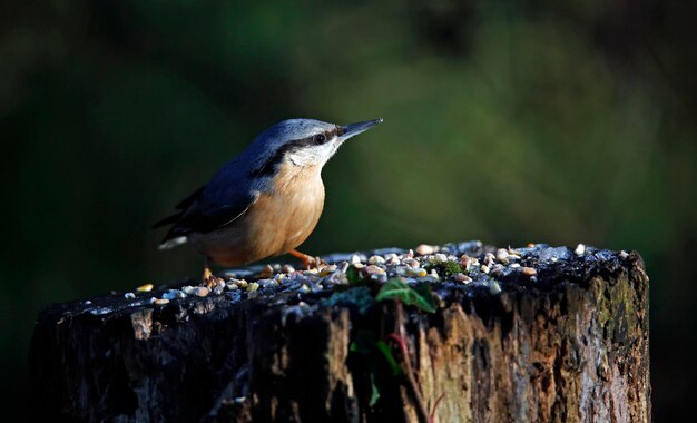 Nuthatch coletando sementes e nozes