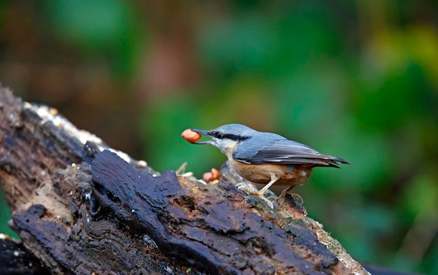 Nuthatch coletando sementes e nozes