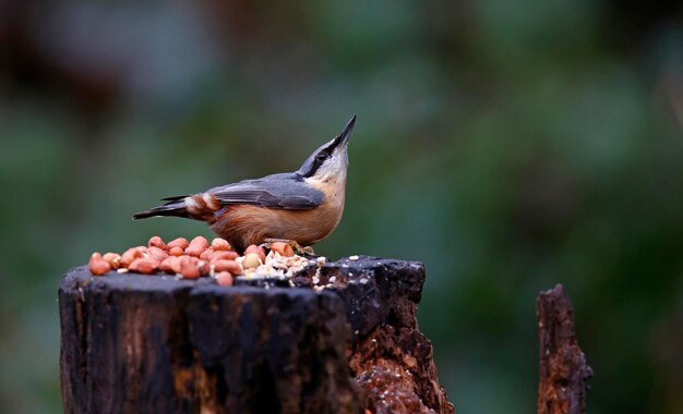 Nuthatch coletando sementes e nozes