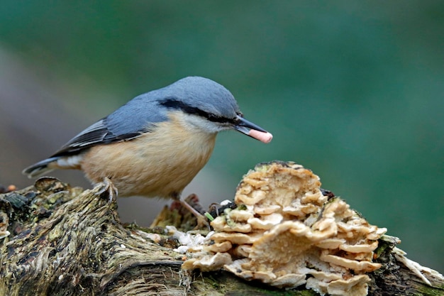 Nuthatch coletando sementes em uma área de alimentação