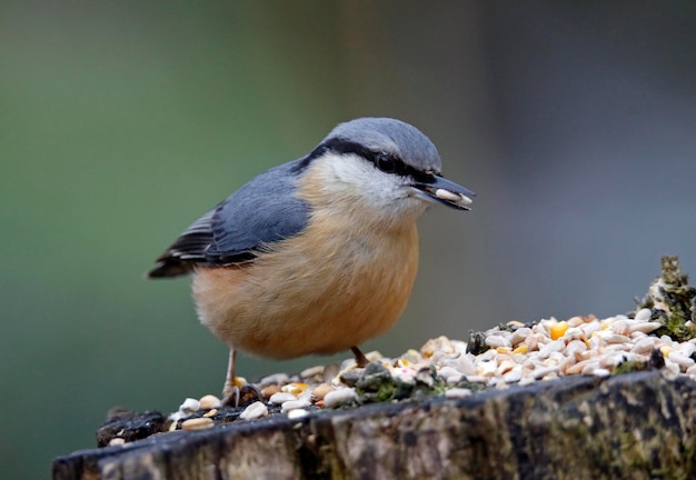 Nuthatch coletando sementes em uma área de alimentação