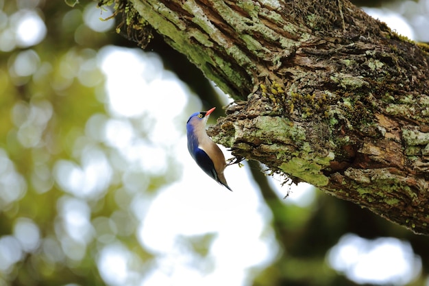 Nuthatch com veludo