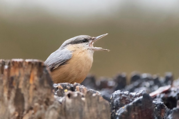 Nuthatch da Eurásia Nuthatch de madeira Sitta europaea Málaga Espanha