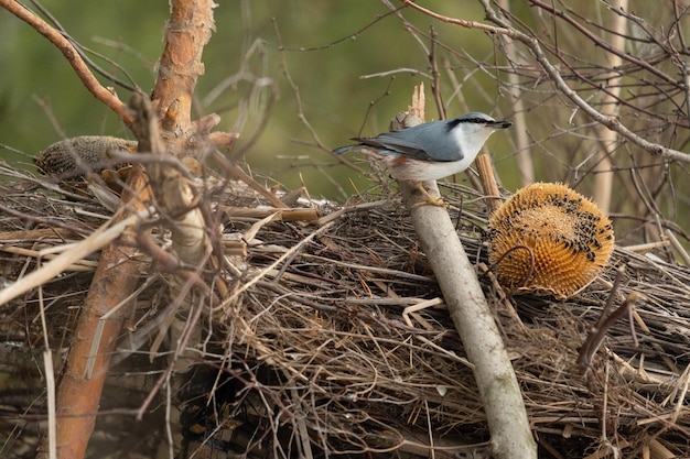 Nuthatch de peito branco empoleirado em um galho de inverno Pássaro no galho Belo pássaro azul-cinzento Pássaro canoro no habitat natural Pássaro bonito na cena de inverno Nuthatch da Eurásia Sitta europaea