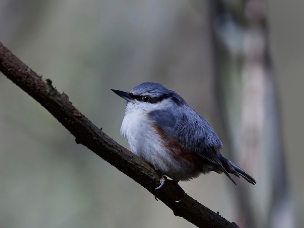 Nuthatch Eurasian